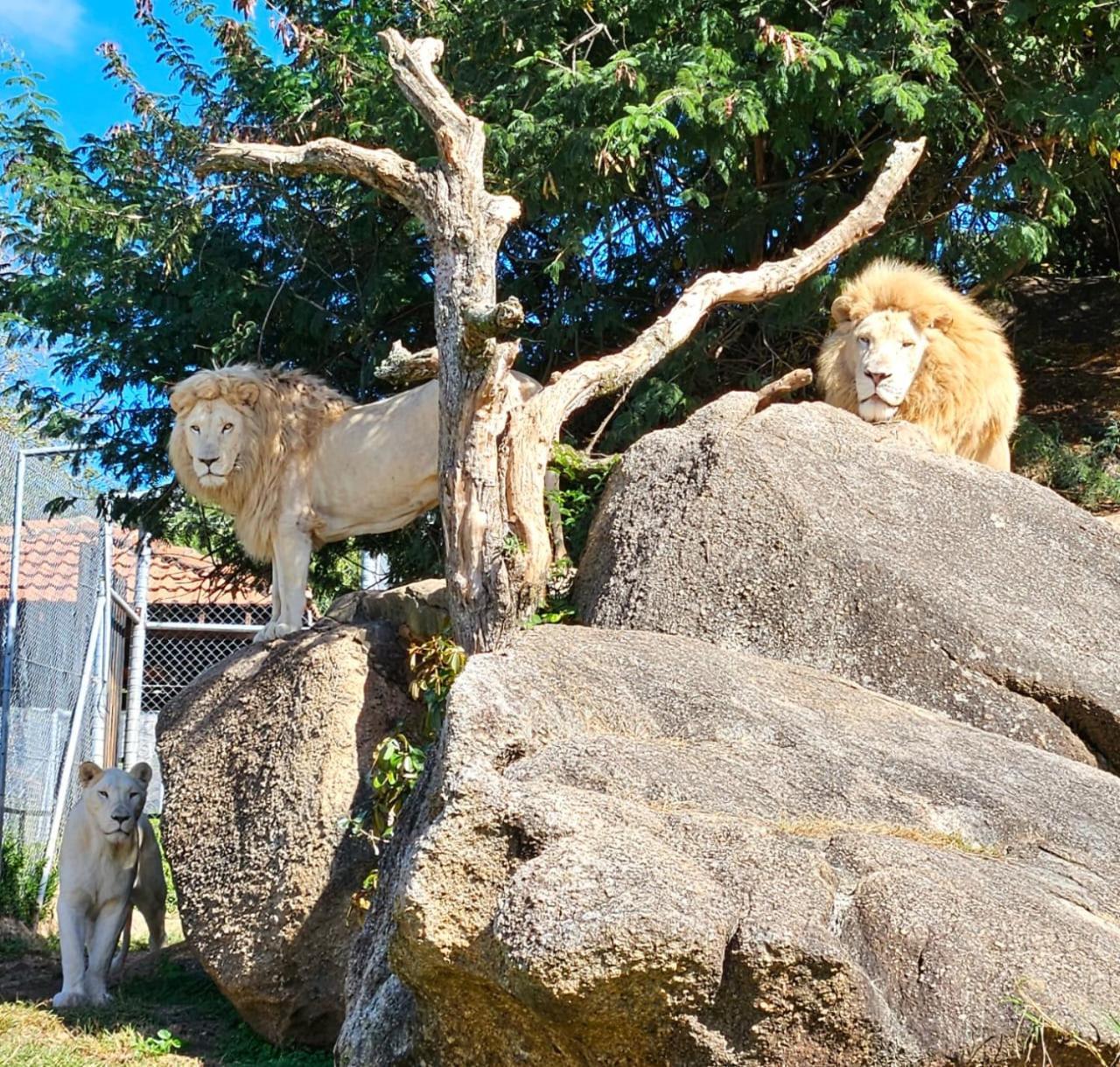 Pumbaa Wildlife Park & Accommodation Mbombela Exterior photo