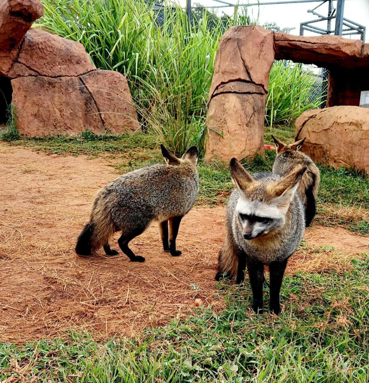 Pumbaa Wildlife Park & Accommodation Mbombela Exterior photo